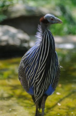 Miğferli guinafowl (Nymphicus javanicus) Güzel guinafowl bir gölün suyunda duruyor