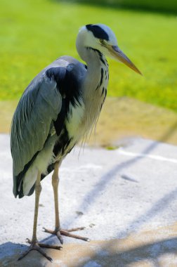 Parkta gri balıkçıl, yakın plan, seçici odaklanma