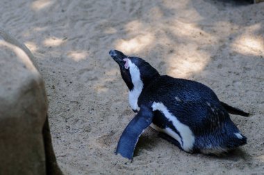 Afrika pengueni (Spheniscus demersus) ayrıca eşek pengueni ve siyah ayaklı penguen olarak da bilinir..