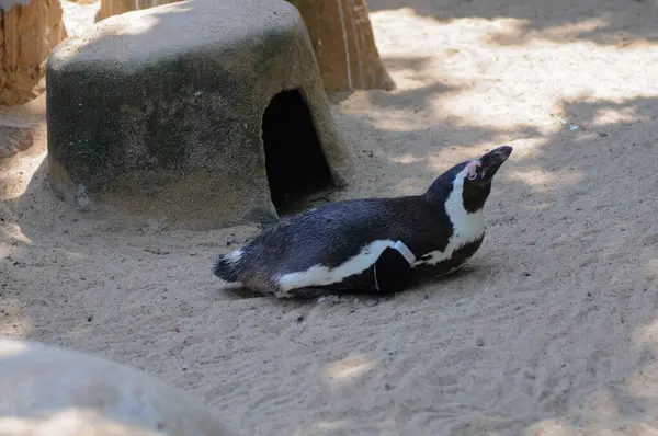 African Penguin Spheniscus Demersus Also Known Jackass Penguin Black Footed — Stock Photo, Image