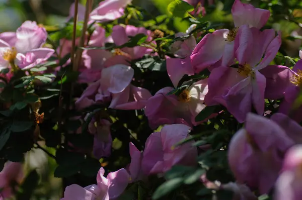 Рожева Троянда Зеленим Листям Саду Натуральний Квітковий Фон — стокове фото