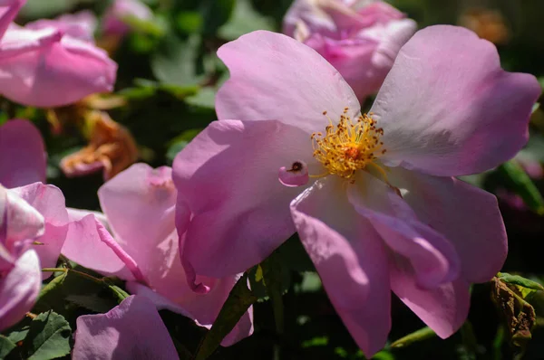 Rosa Rose Mit Grünen Blättern Garten Natürlicher Floraler Hintergrund — Stockfoto