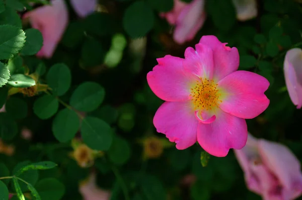 Rosa Rose Mit Grünen Blättern Garten Natürlicher Floraler Hintergrund — Stockfoto