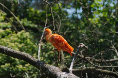 Scarlet Ibis parktaki bir ağaç dalında.
