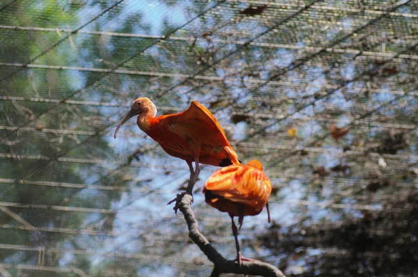 Scarlet Ibis Větvi Stromu Parku — Stock fotografie