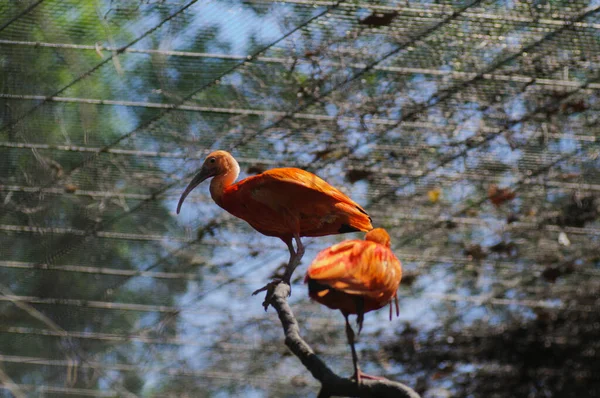 Scarlet Ibis parktaki bir ağaç dalında.