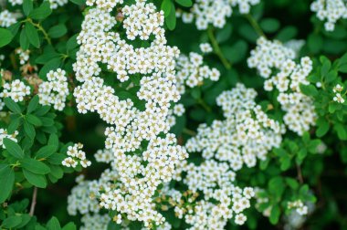 Bahçede Spiraea thunbergii 'nin beyaz çiçekleri. Yeşil arka planda beyaz spirea çiçekleri.