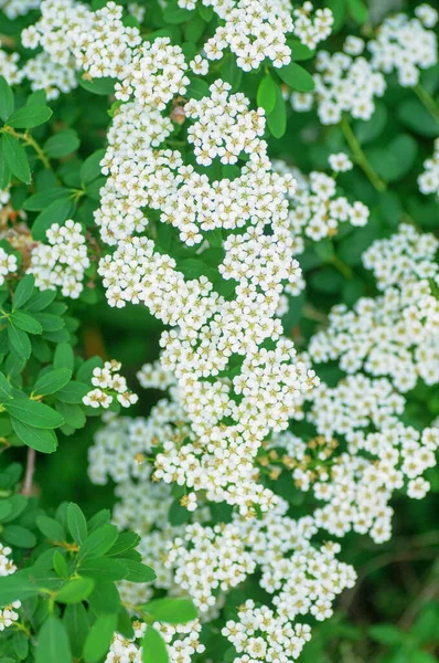 庭のスパイレーア トゥンベリの白い花 緑の背景にスパイアの白い花をクローズアップ — ストック写真