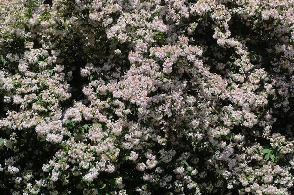 Blommande Gren Buske Med Vita Blommor Trädgårdenvita Blommor Buske Parken — Stockfoto