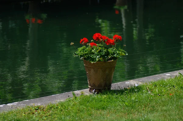 Flowers in pots on the bank of a canal in a park.Red geraniums in a pot on the background of a pond.Flowerpot with red geraniums on the shore of lake.