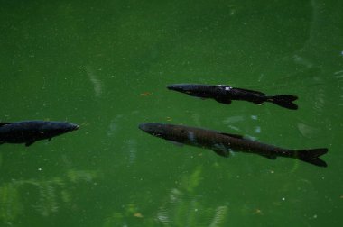 Güneşli bir günde gölde yüzen balıklar, fotoğrafa yakın çekim. Ormanda bir gölde yüzen bir grup balık..
