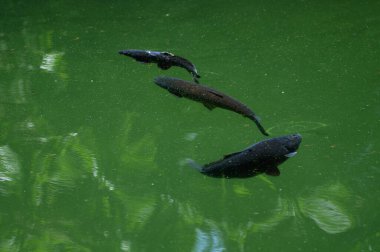 Güneşli bir günde gölde yüzen balıklar, fotoğrafa yakın çekim. Ormanda bir gölde yüzen bir grup balık..
