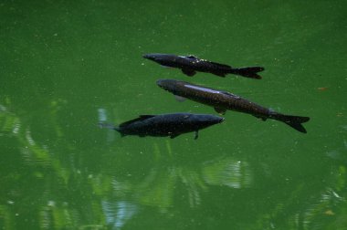 Güneşli bir günde gölde yüzen balıklar, fotoğrafa yakın çekim. Ormanda bir gölde yüzen bir grup balık..