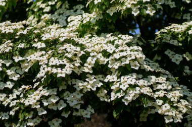 Cornus Florida ya da Dogwood, Dogwood familyasından bir bitki türü..