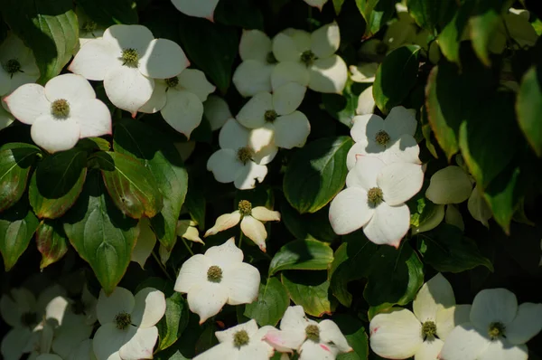 Cornus Florida Lub Dogwood Jest Rośliną Kwitnącą Rodzinie Dogwood — Zdjęcie stockowe