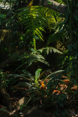 Şehrin botanik bahçesinde tropik bitkiler.