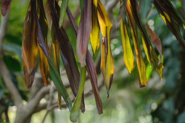 Closeup Leaves Banana Tree Rainforest — Stock Photo, Image