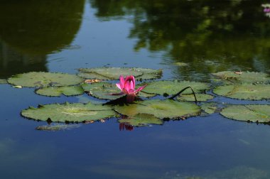 Gölette nilüfer çiçeği, yeşil yapraklı ve nilüferli..