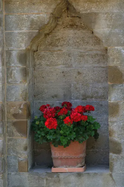 Taştan Bir Duvardaki Terasotta Tenceresinde Kırmızı Sardunyalar — Stok fotoğraf