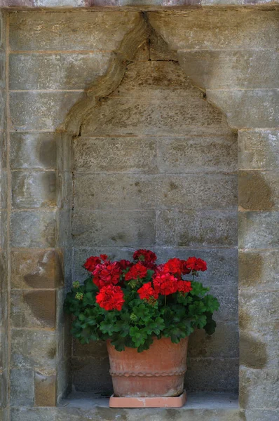 Taştan Bir Duvardaki Terasotta Tenceresinde Kırmızı Sardunyalar — Stok fotoğraf