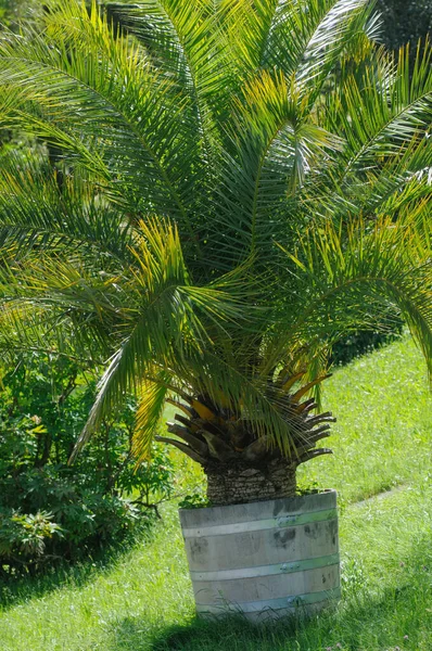 在公园的绿色草坪上 棕榈树在盆子里 — 图库照片