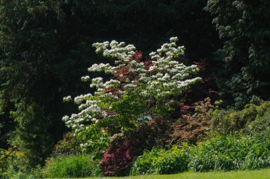 Güneşli bir yaz gününde parkta çiçek açan ağaçlar..