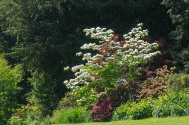 Güneşli bir yaz gününde parkta çiçek açan ağaçlar..