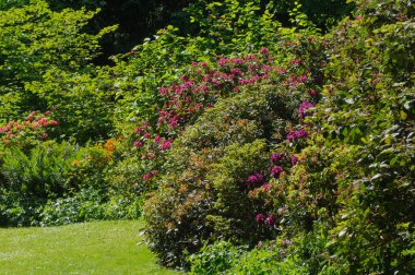 Güneşli bir yaz gününde parkta çiçek açan ağaçlar..