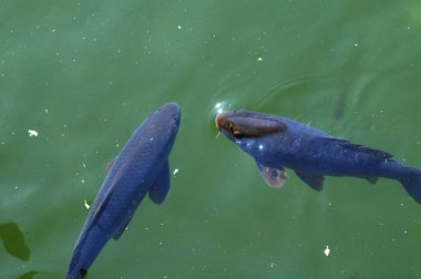 Gölde yüzen koi balığı, gölde yüzen sazan balığı, yakın plan fotoğraf. Gölde yüzen balık.,