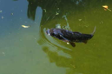 Gölde yüzen koi balığı, gölde yüzen sazan balığı, yakın plan fotoğraf. Gölde yüzen balık.,