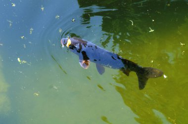 Gölde yüzen koi balığı, gölde yüzen sazan balığı, yakın plan fotoğraf. Gölde yüzen balık.,