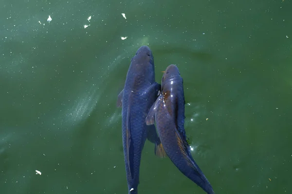 Koi Fische Schwimmen See Karpfen Schwimmen Teich Nahaufnahme Von Foto — Stockfoto