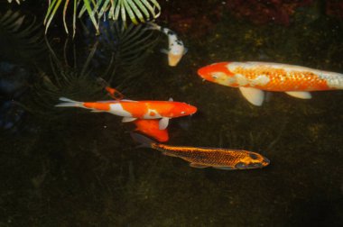 Gölette koi balığı. Gölde yüzen renkli koi balıkları, fotoğrafa yakın çekim..