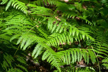 Ormanda yeşil eğreltiotu yaprakları var. Doğal arka plan. Ormanda yeşil eğrelti otu yaprakları. Doğal arka plan. Seçici odak.