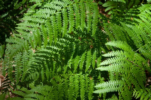 Stock image Green fern leaves in the forest close-up. Natural background.Green fern leaves in the forest. Natural background. Selective focus.