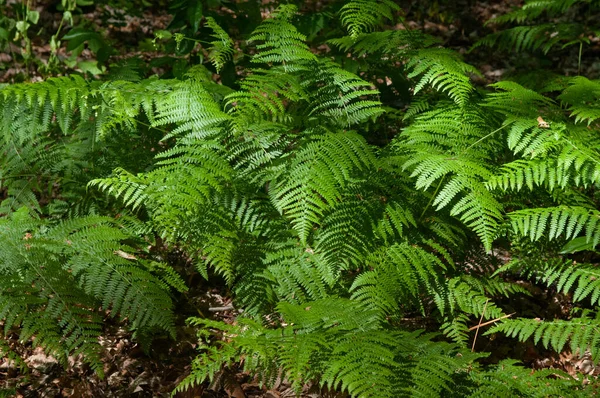 Zelené Kapradinové Listy Lese Zblízka Přírodní Pozadí Zelené Kapradinové Listy — Stock fotografie