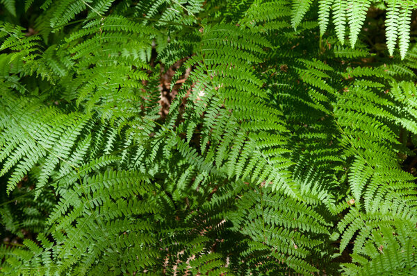 Green fern leaves in the forest close-up. Natural background.Green fern leaves in the forest. Natural background. Selective focus.