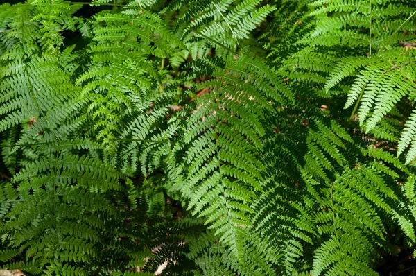 Зеленые Листья Папоротника Лесу Крупным Планом Natural Background Green Папоротник — стоковое фото