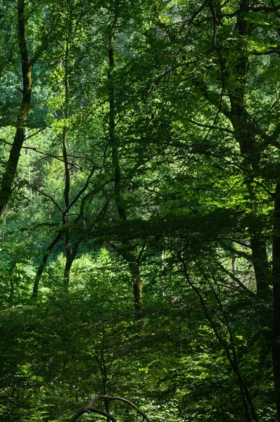 Красивый Зеленый Лиственный Лес Весной Природа Series Forest Деревья Природа — стоковое фото