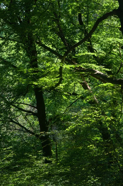 Beautiful Green Deciduous Forest Spring Nature Series Forest Trees Nature — Stock Photo, Image