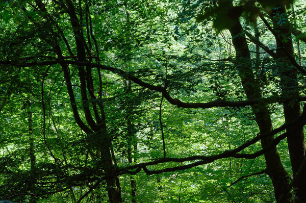 Green leaves on the branches of trees in the forest. Nature background.forest trees. nature green wood sunlight backgrounds. forest trees texture.