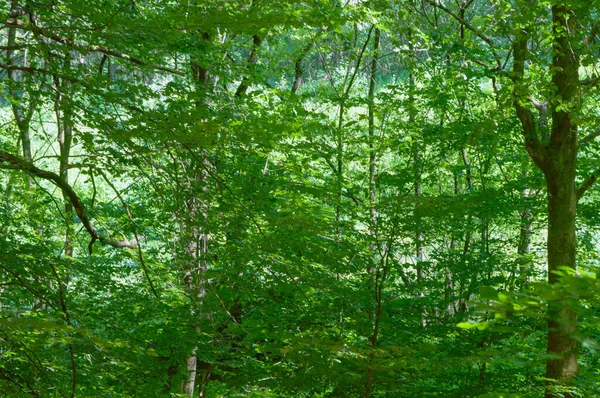 森の木々の枝に緑の葉 自然の背景森の木々 緑の木漏れ日の背景です 森の木の質感 — ストック写真