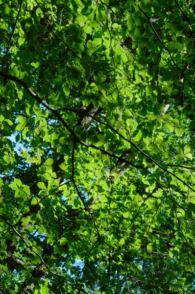 Zelené Listy Větvích Stromů Lese Přírodní Pozadí Lesní Stromy Příroda — Stock fotografie