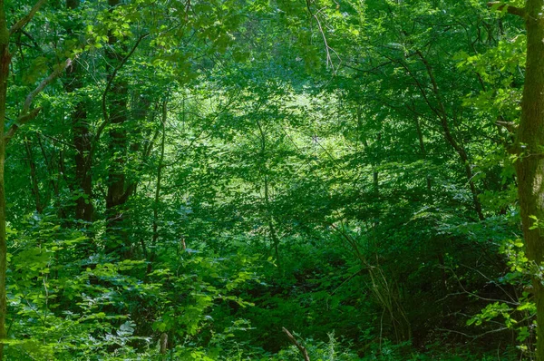 Groene Bladeren Takken Van Bomen Het Bos Natuur Achtergrond Bosbomen — Stockfoto