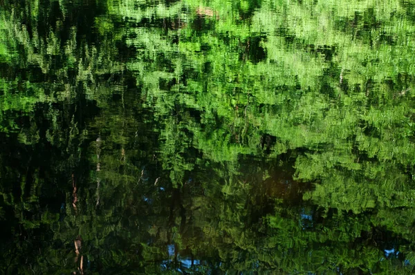 Fond Vert Abstrait Avec Réflexion Des Arbres Des Nuages Dans — Photo