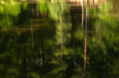 Sudaki ağaçların yansıması. Tasarım için soyut arkaplan.