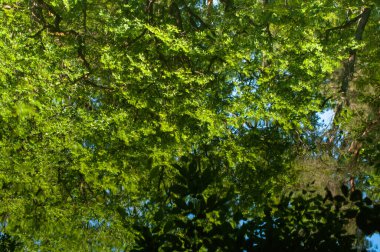 Sudaki ağaçların yansıması. Tasarım için soyut arkaplan.
