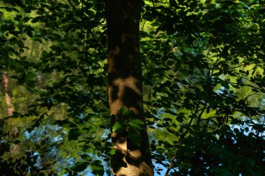 Parktaki nehirde su yüzeyinde ağaçlar ve yansımalar var..