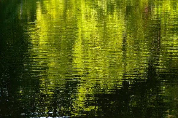Reflexion Der Bäume Wasser Abstrakter Hintergrund Für Design — Stockfoto