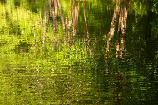 水の中の木の反射 デザインの要約 — ストック写真